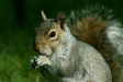 Grey Squirrel